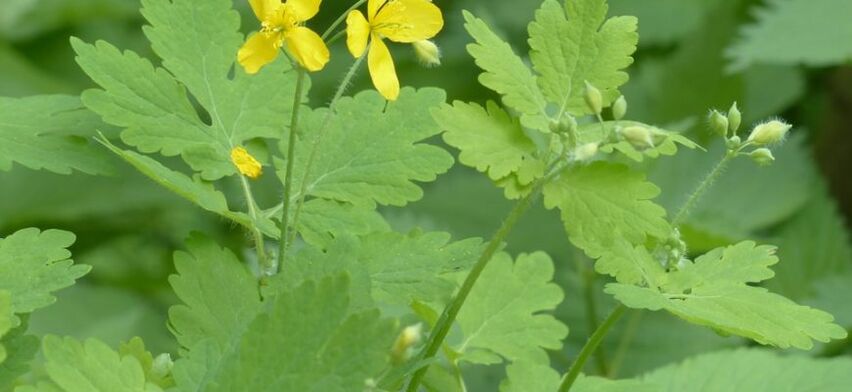 warty celandine plant