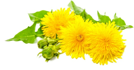 Dandelion against papiles