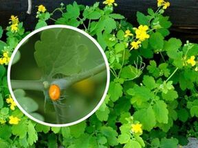 celandine herb juice to treat plantar warts