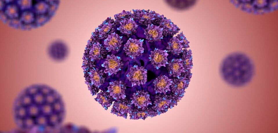 What does human papillomavirus look like
